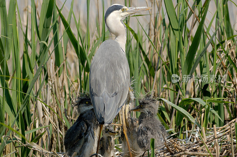 巢中的苍鹭(Ardea cinerea)